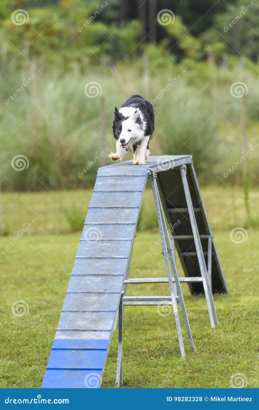Dogs in an Agility Competition Editorial Stock Photo Image of