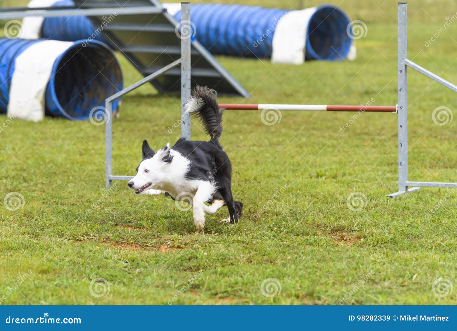 Dogs in an Agility Competition Editorial Stock Image Image of agility