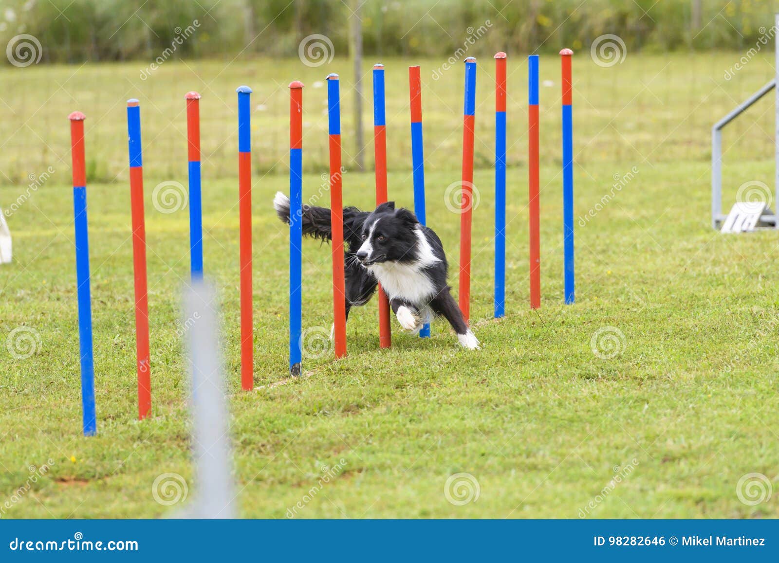 Dogs in an Agility Competition Editorial Photo Image of obedience