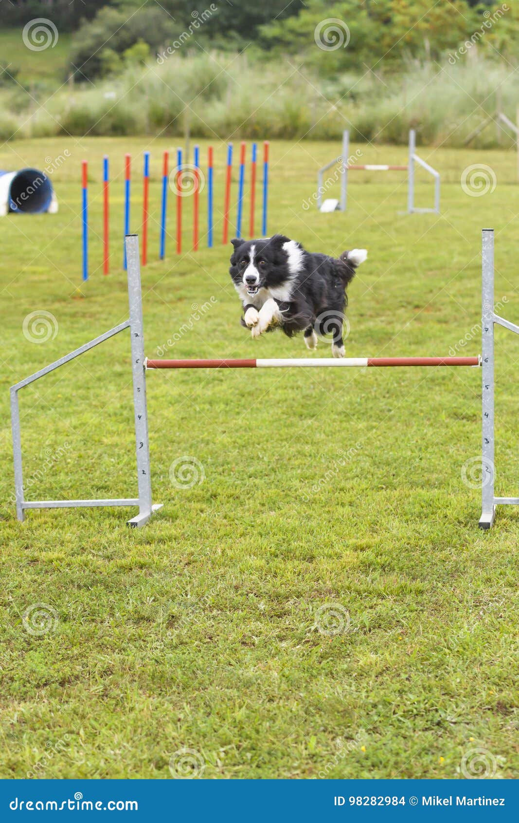 Dogs in an Agility Competition Editorial Stock Image Image of canine