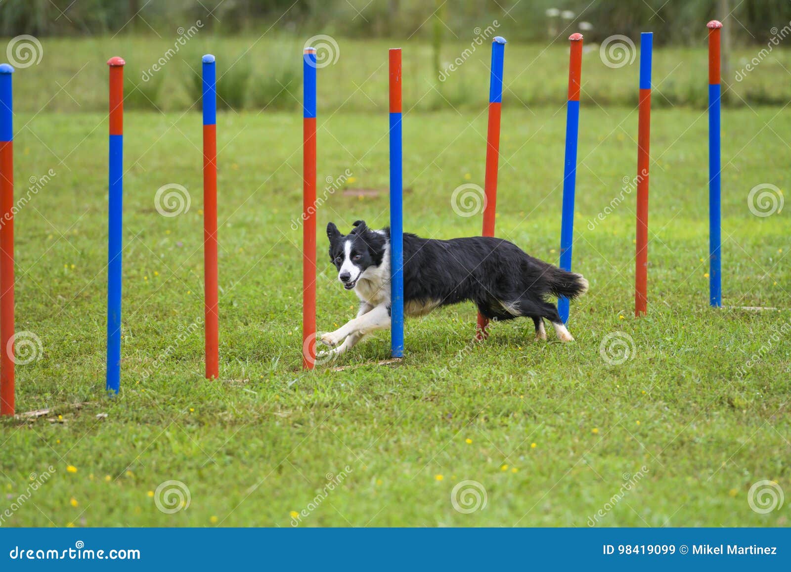 Dogs in an Agility Competition Editorial Stock Image Image of
