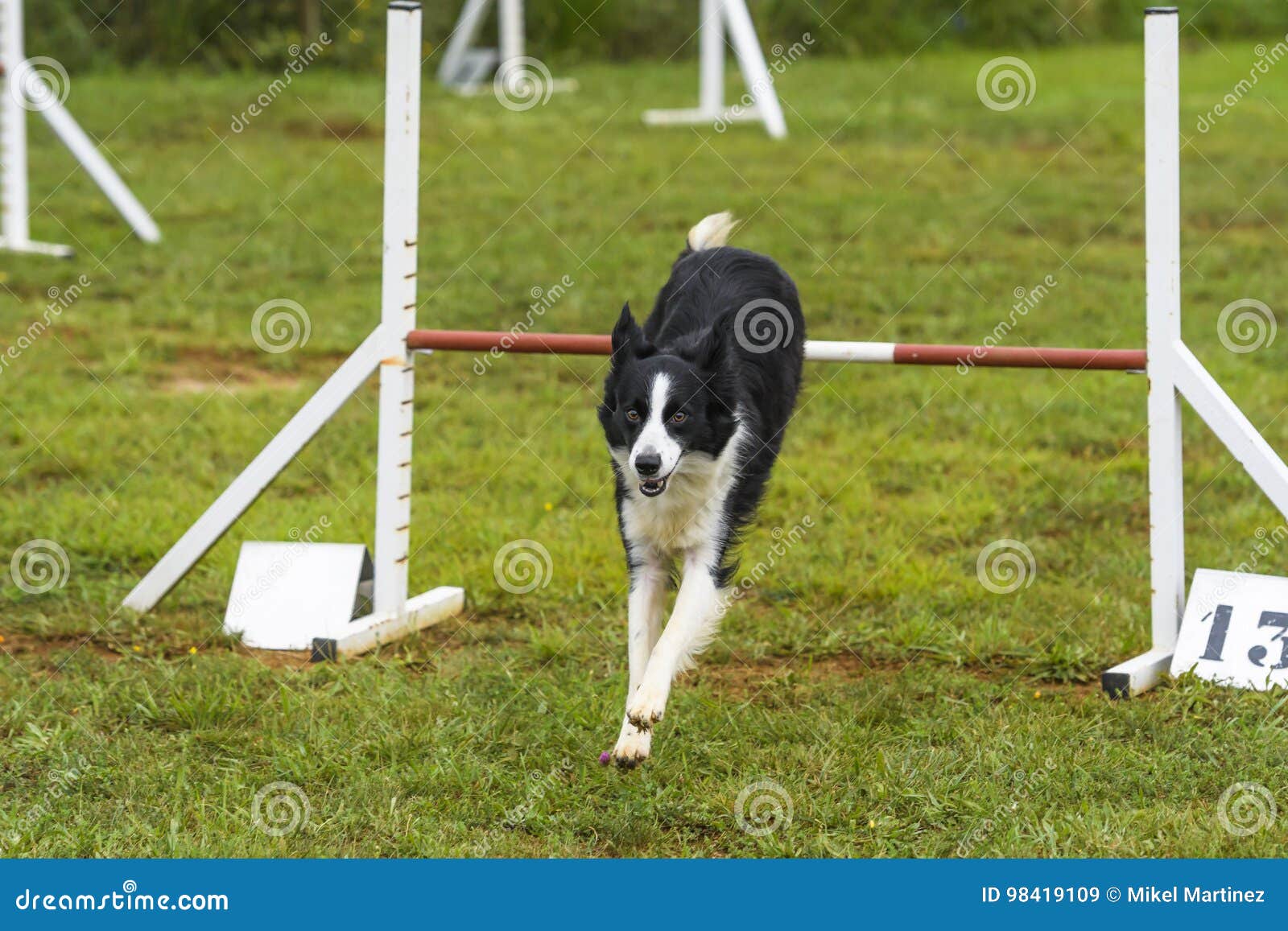 Dogs in an Agility Competition Editorial Stock Image Image of