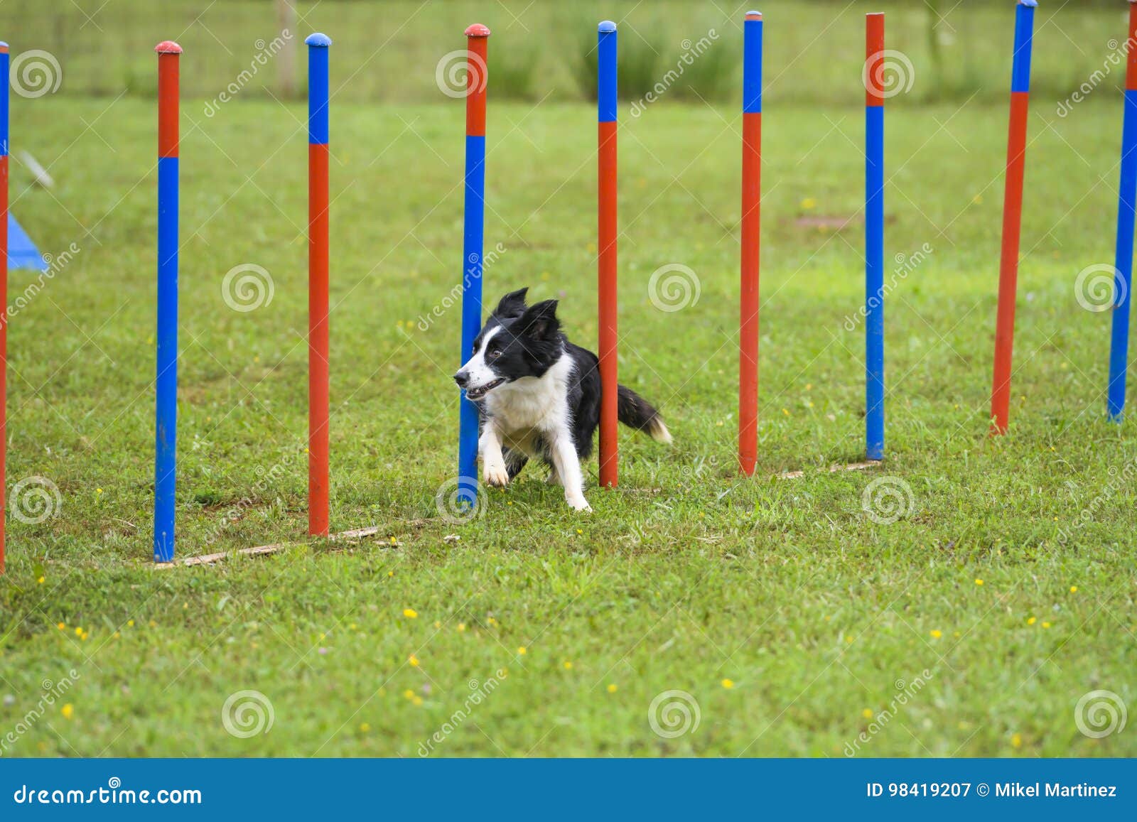 Dogs in an Agility Competition Editorial Photography Image of