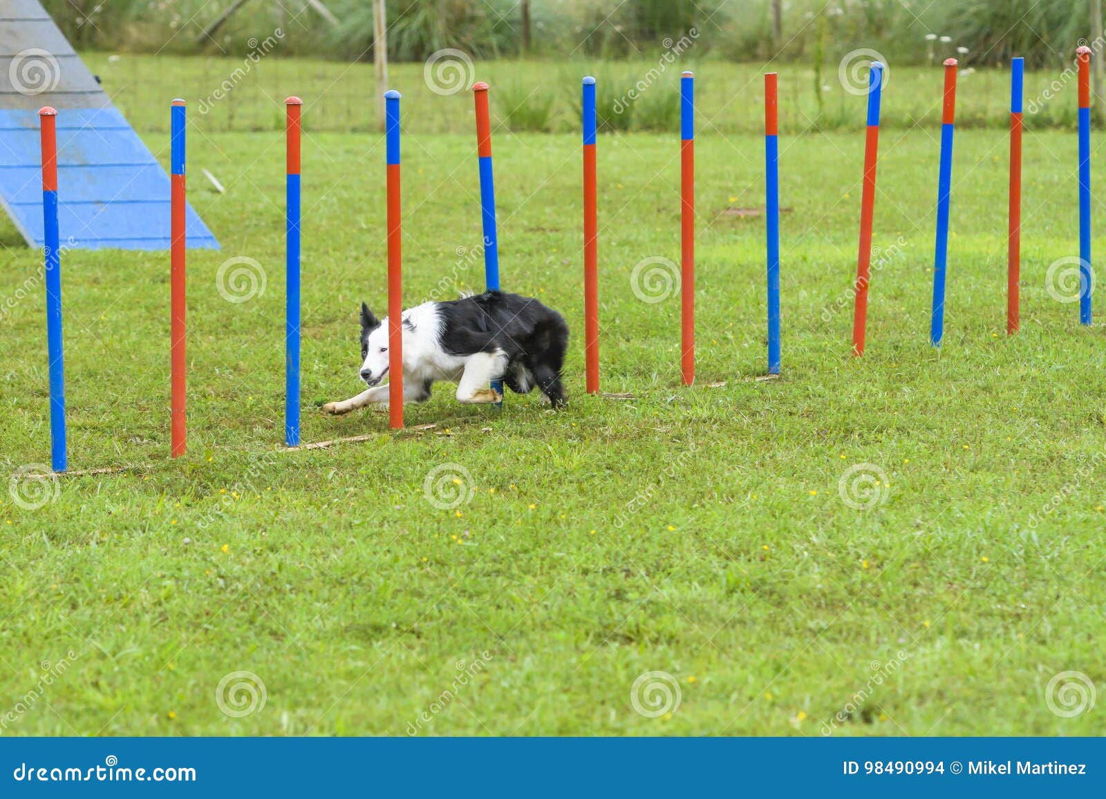 Dogs in an Agility Competition Editorial Stock Image Image of canine
