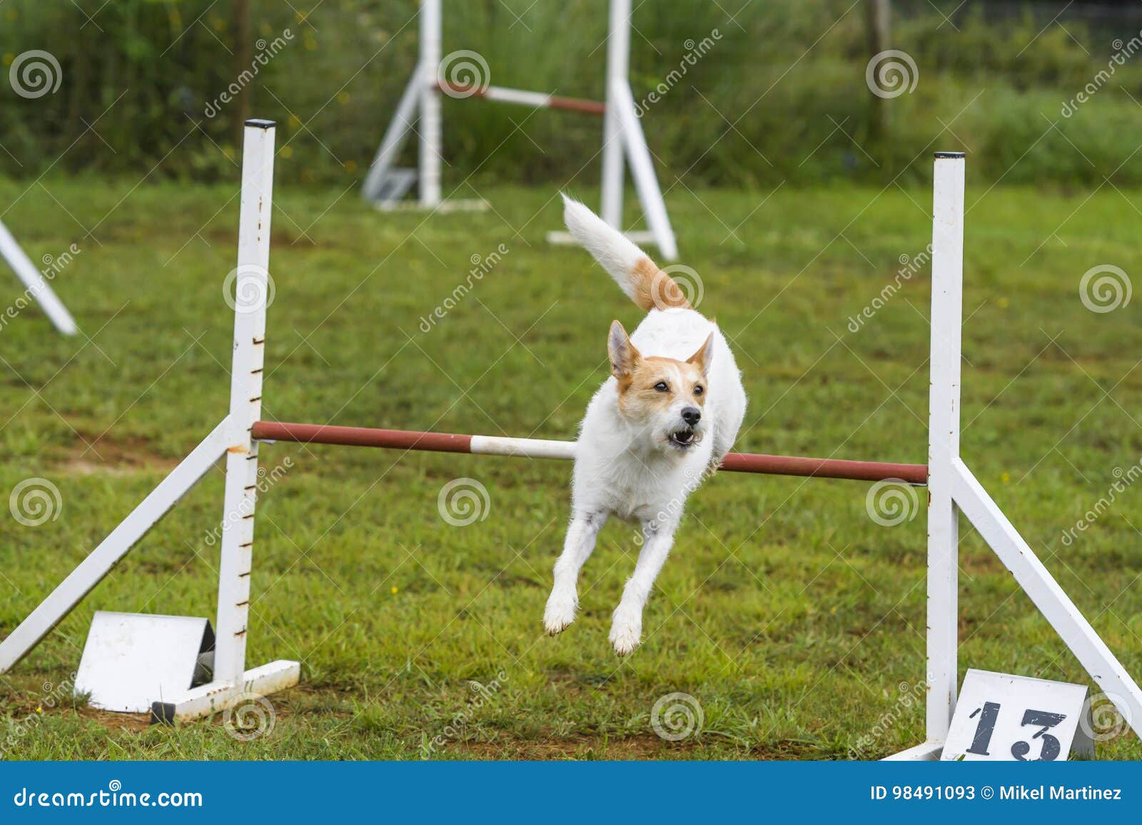 Dogs in an Agility Competition Editorial Stock Photo Image of canine