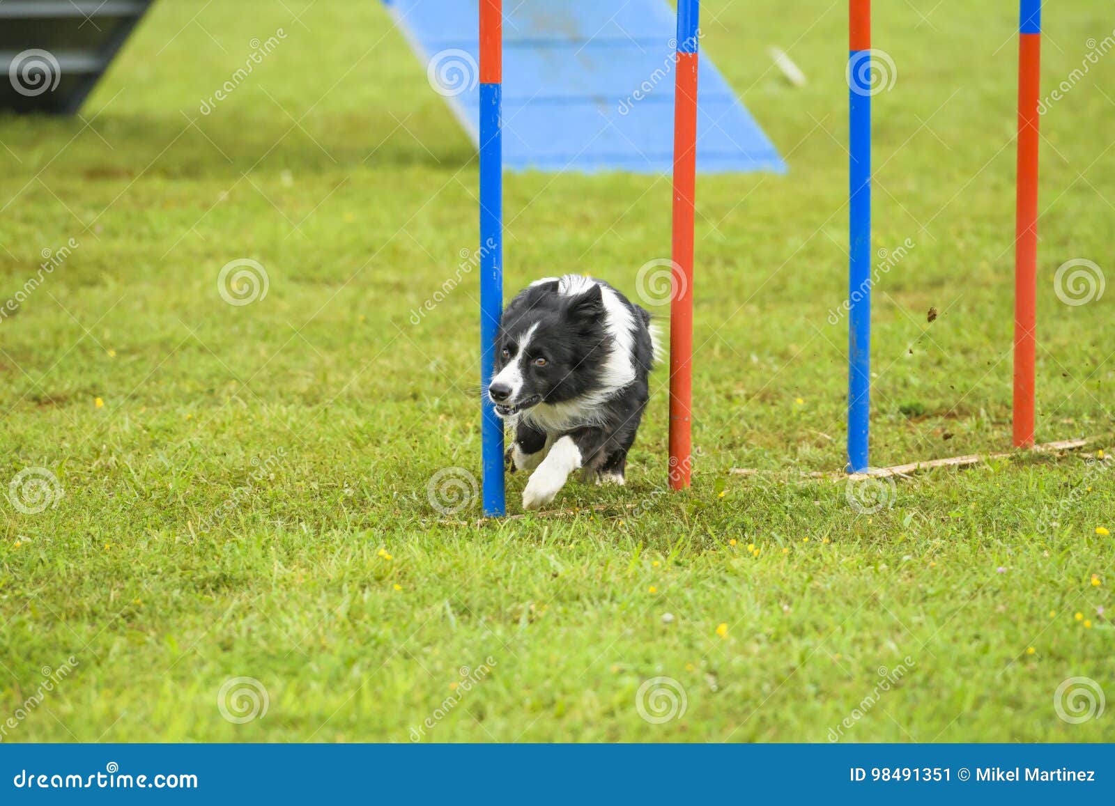 Dogs in an Agility Competition Editorial Photo Image of canine