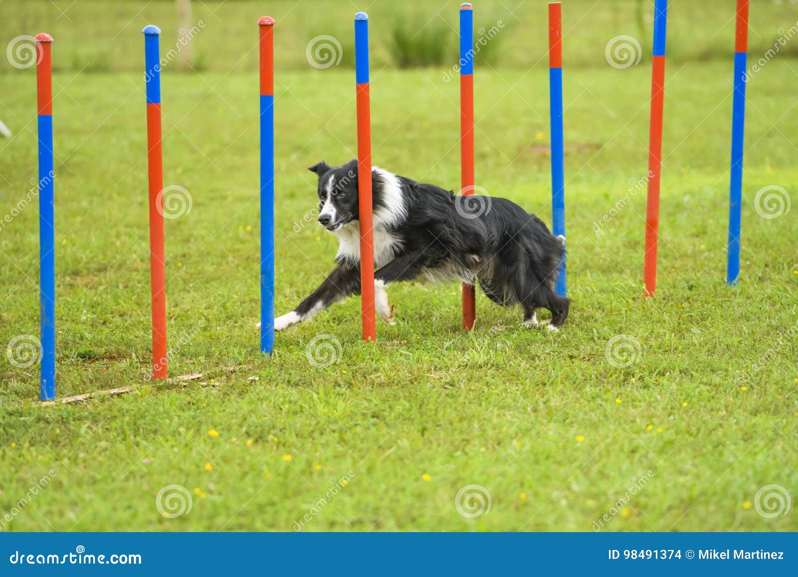 Dogs in an Agility Competition Editorial Stock Image Image of sport