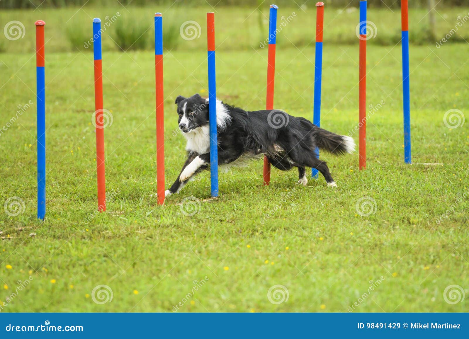 Dogs in an Agility Competition Editorial Stock Image Image of agility