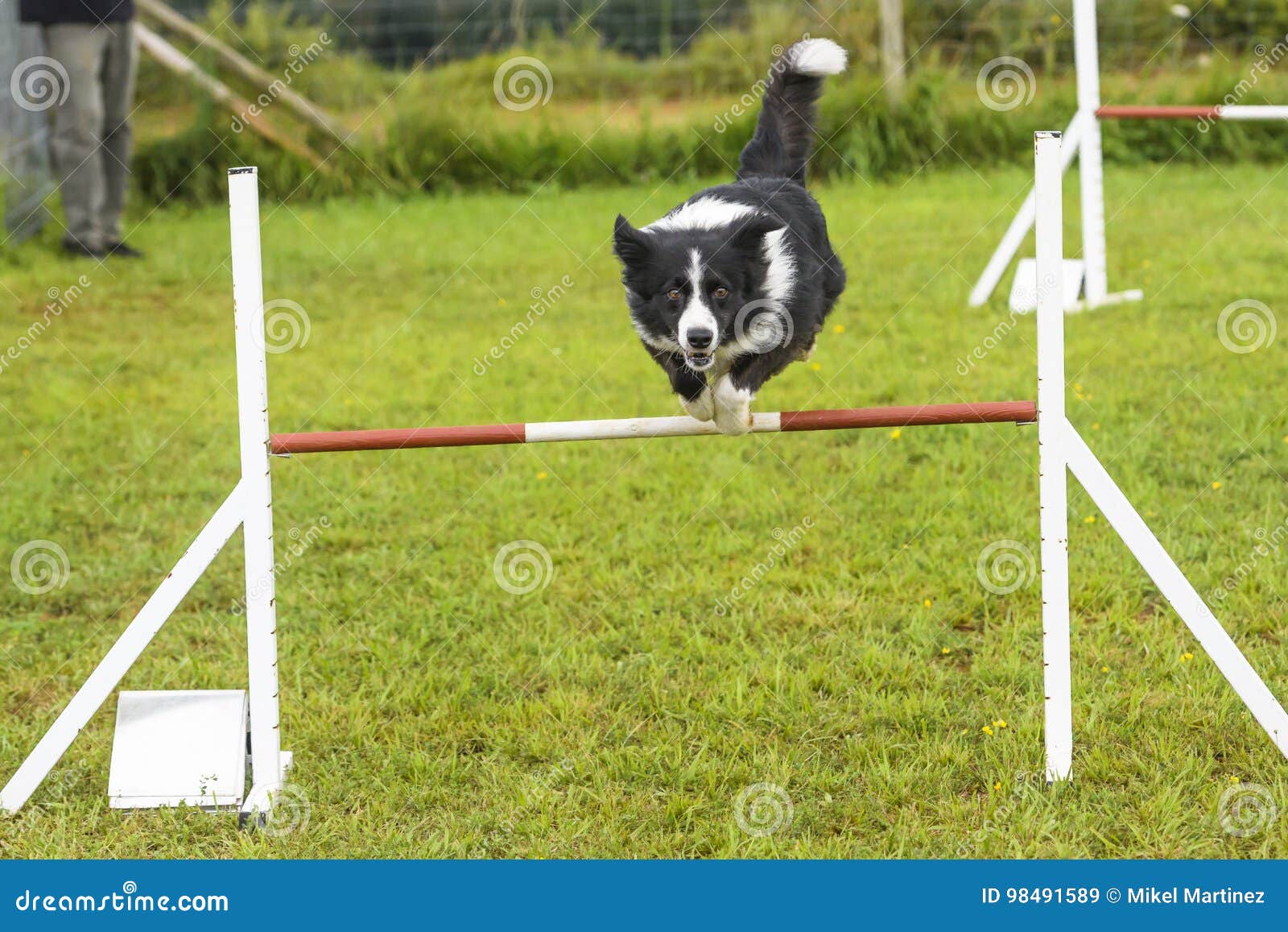 Dogs in an Agility Competition Editorial Stock Image Image of canine