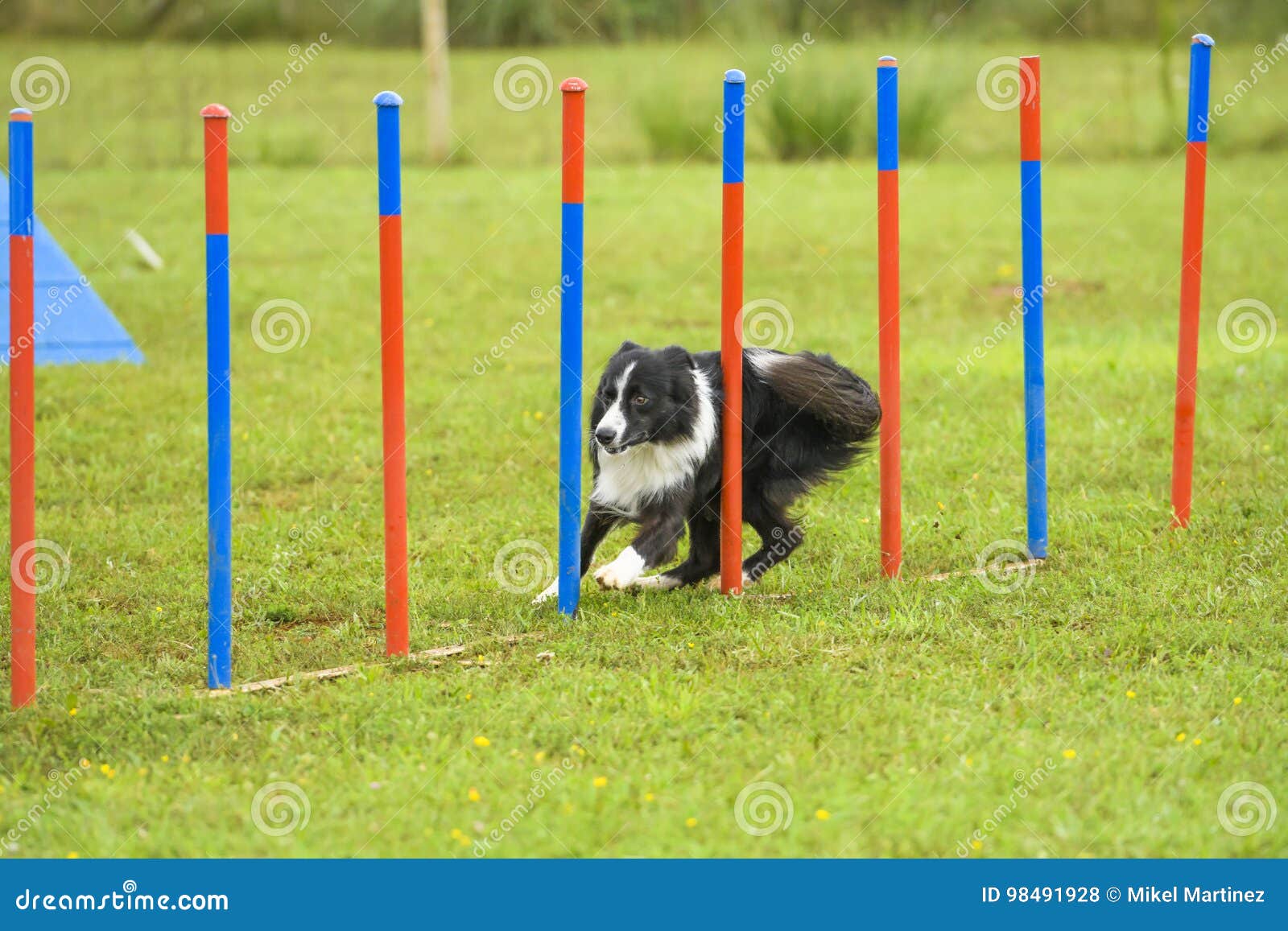 Dogs in an Agility Competition Editorial Stock Photo Image of