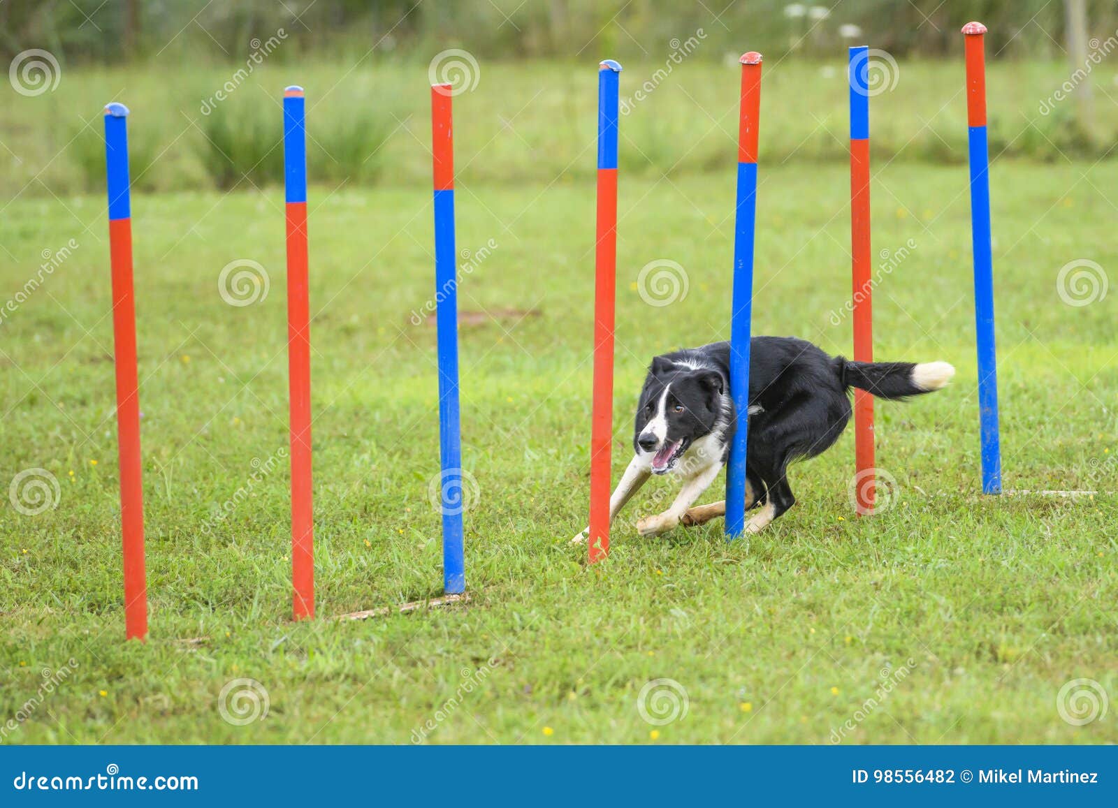 Dogs in an Agility Competition Stock Photo Image of obedience