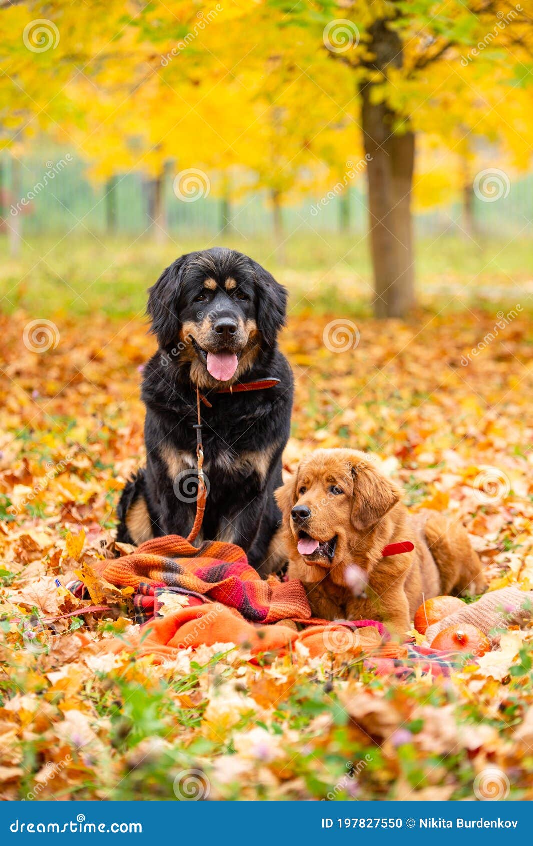 Ginger mastiff cheap
