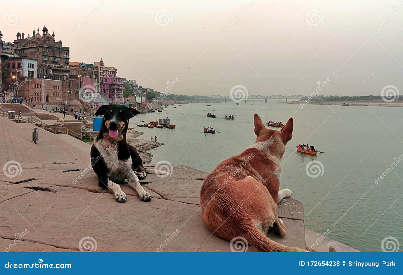 travel to india with dog
