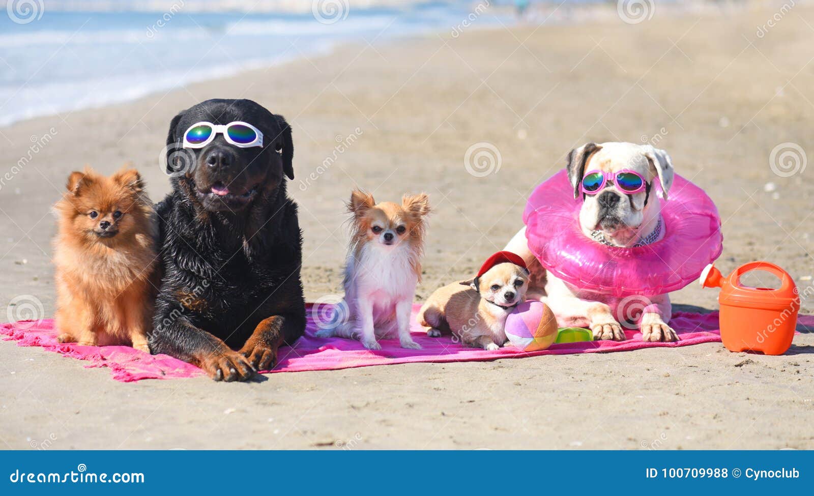 Dogs on the beach stock photo. Image of beach, sand 100709988