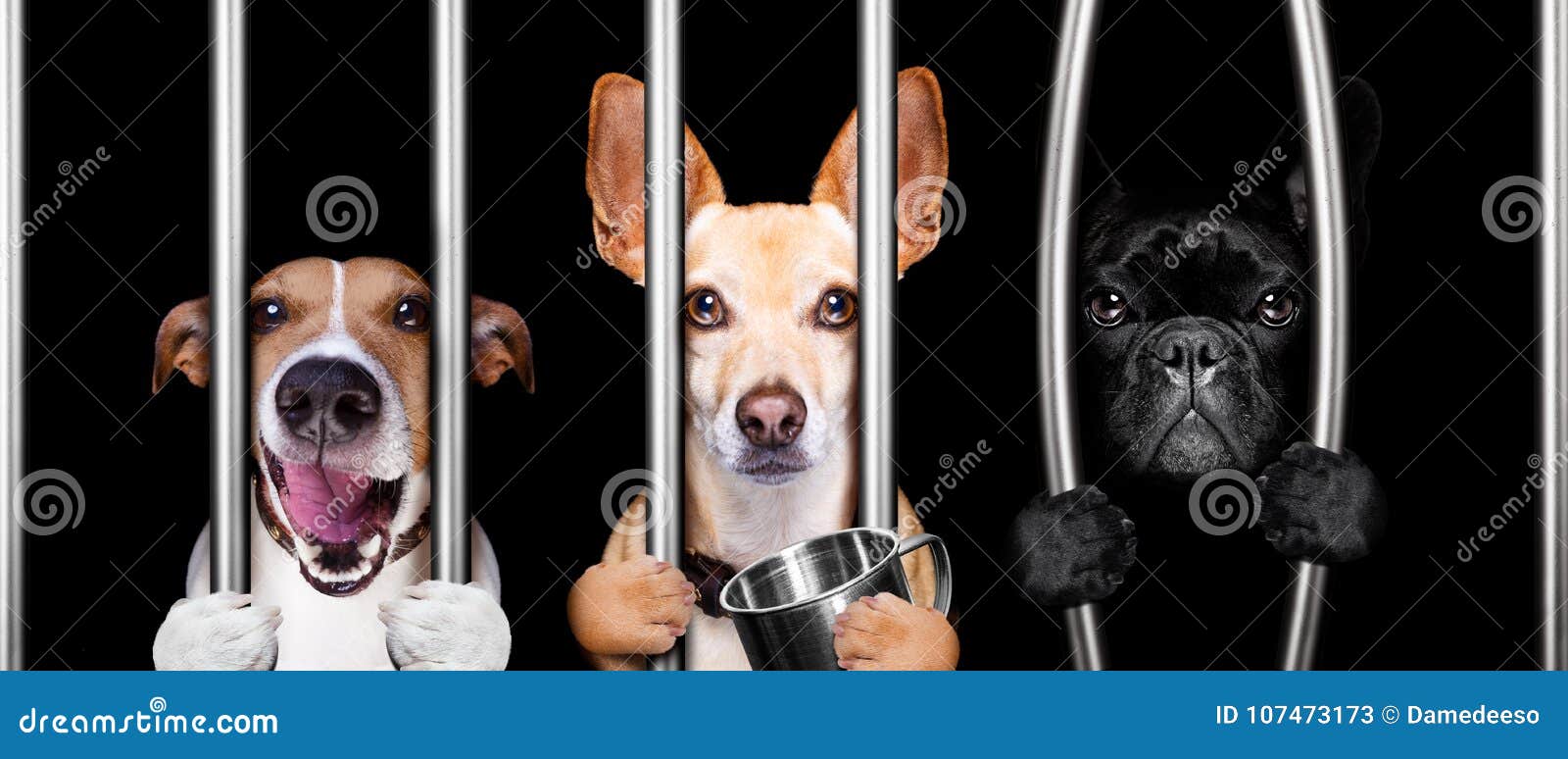 dogs behind bars in jail prison