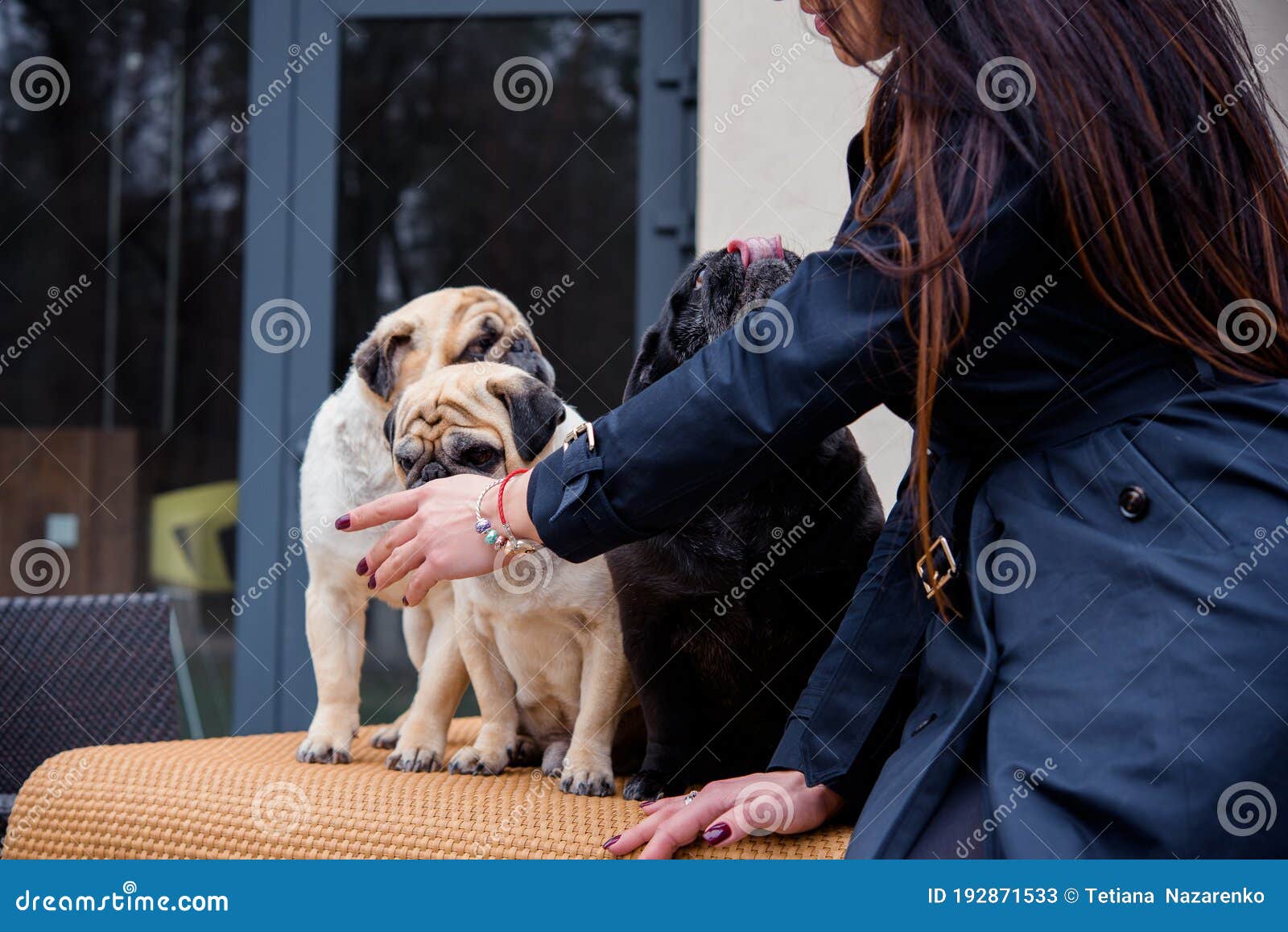 Dogs are Best Human Friends Stock Image - Image of animal, attractive:  192871533