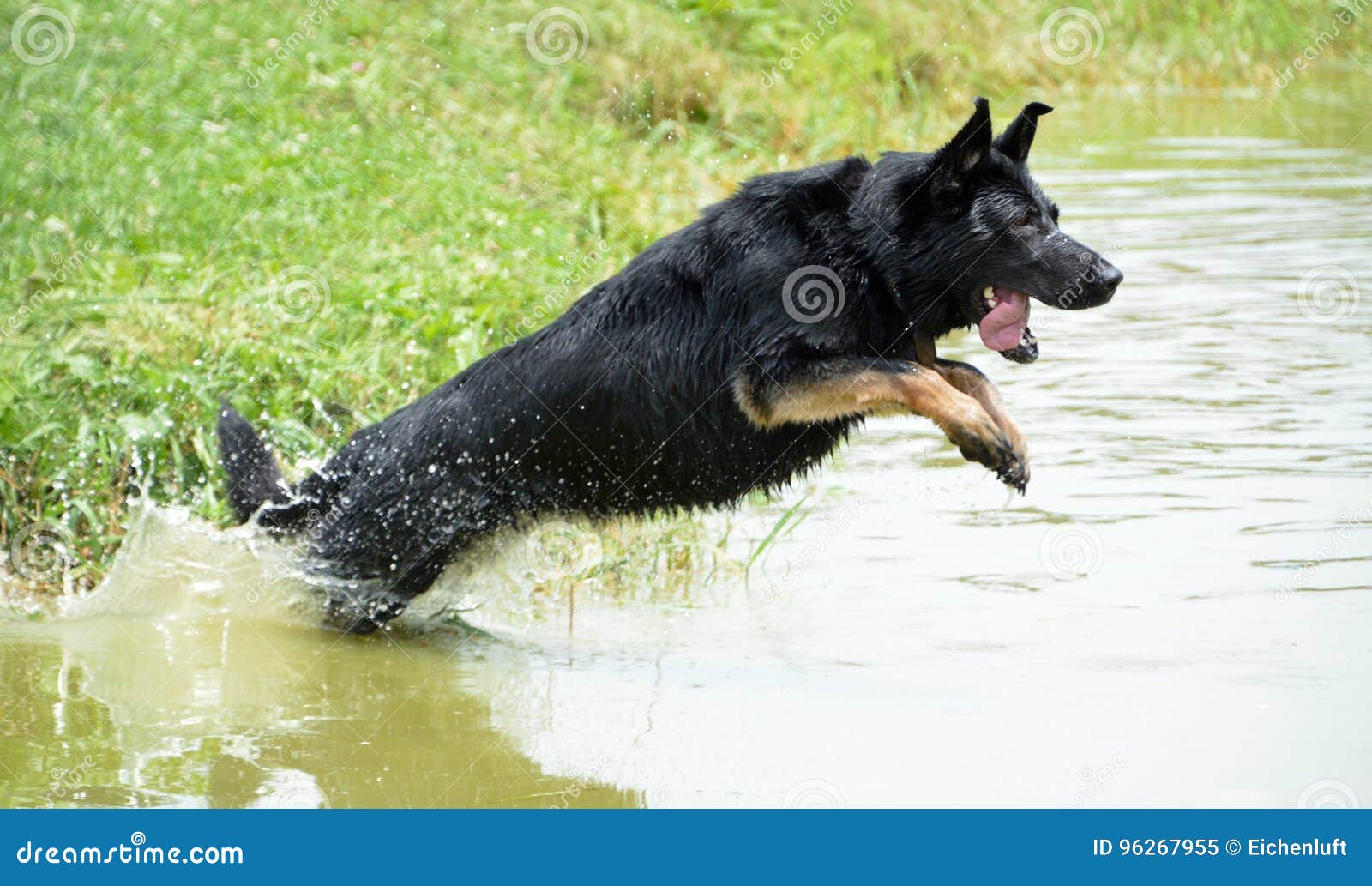 bicolor german shepherd