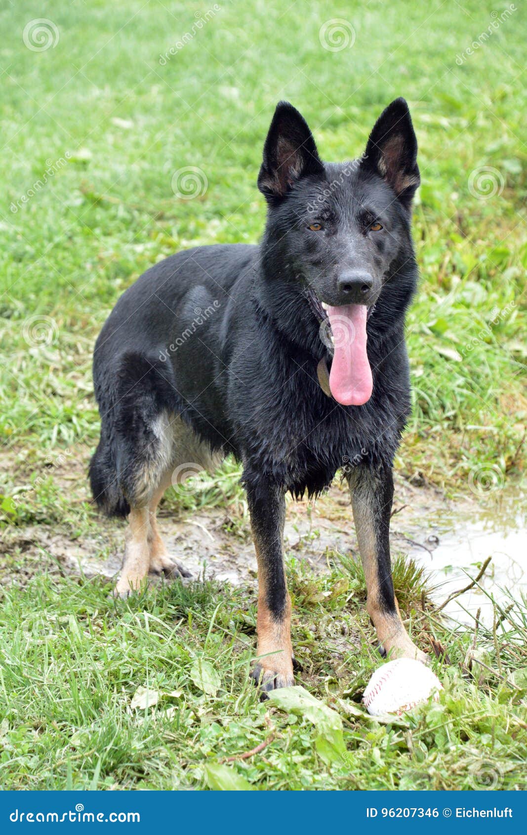 bicolor german shepherd