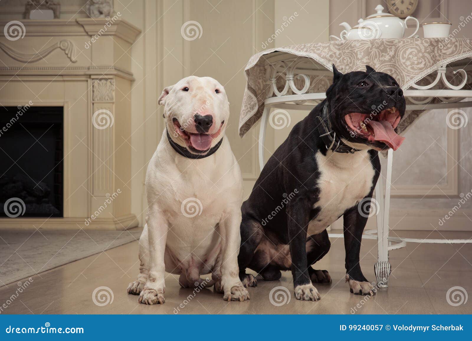 pitbull and bull terrier