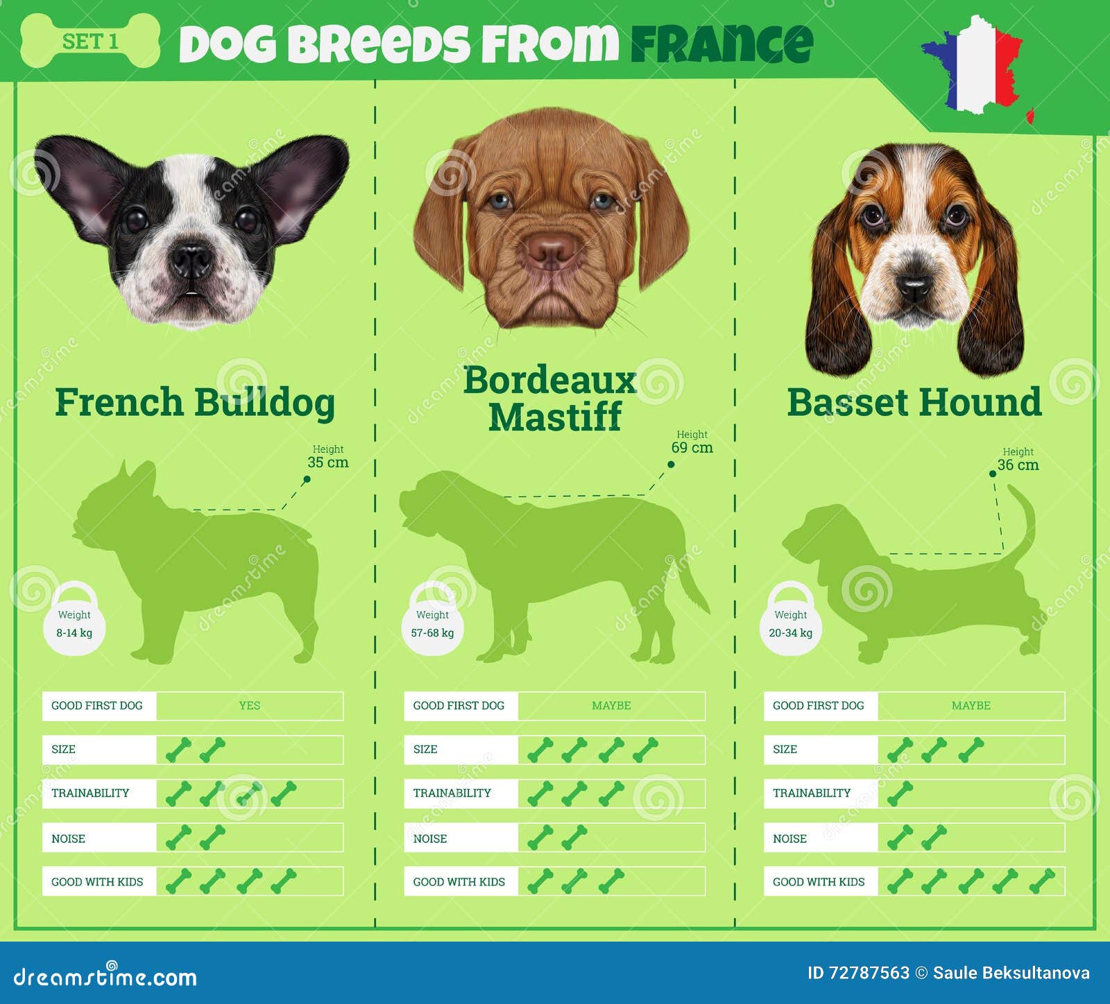 Dogs Breed Infographics Types Of Dog Breeds From France Stock