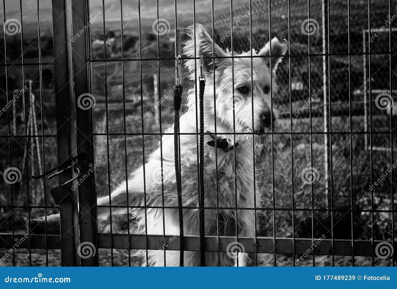 Dogs in cages stock image. Image of abuse, kennel, abandonment 177489239