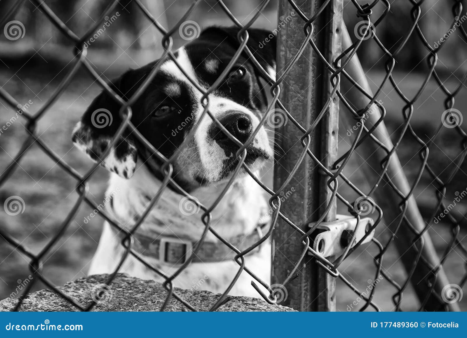 Dogs in cages stock photo. Image of adorable, anxiety 177489360