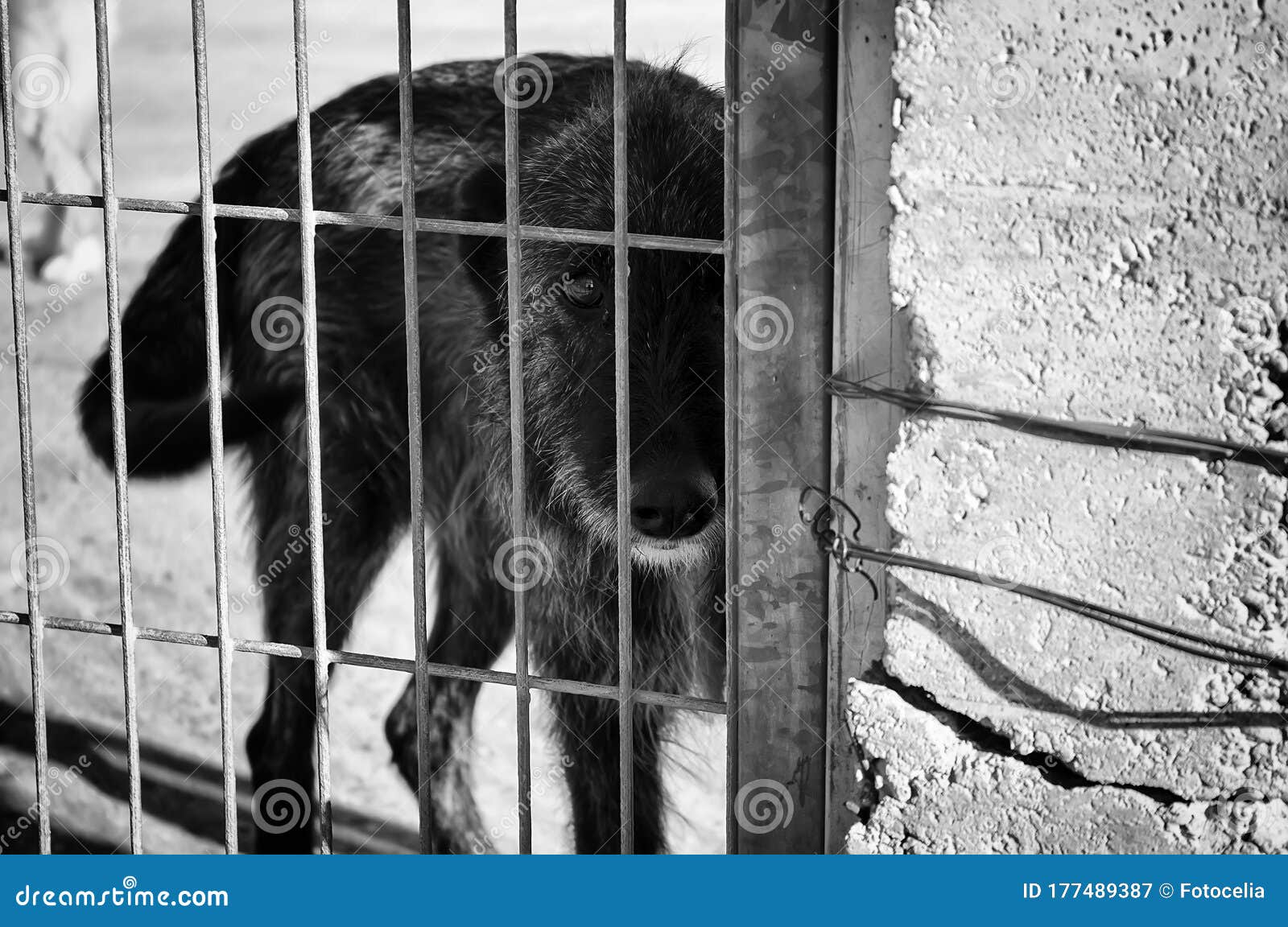 Dogs in cages stock image. Image of hound, adorable - 177489387