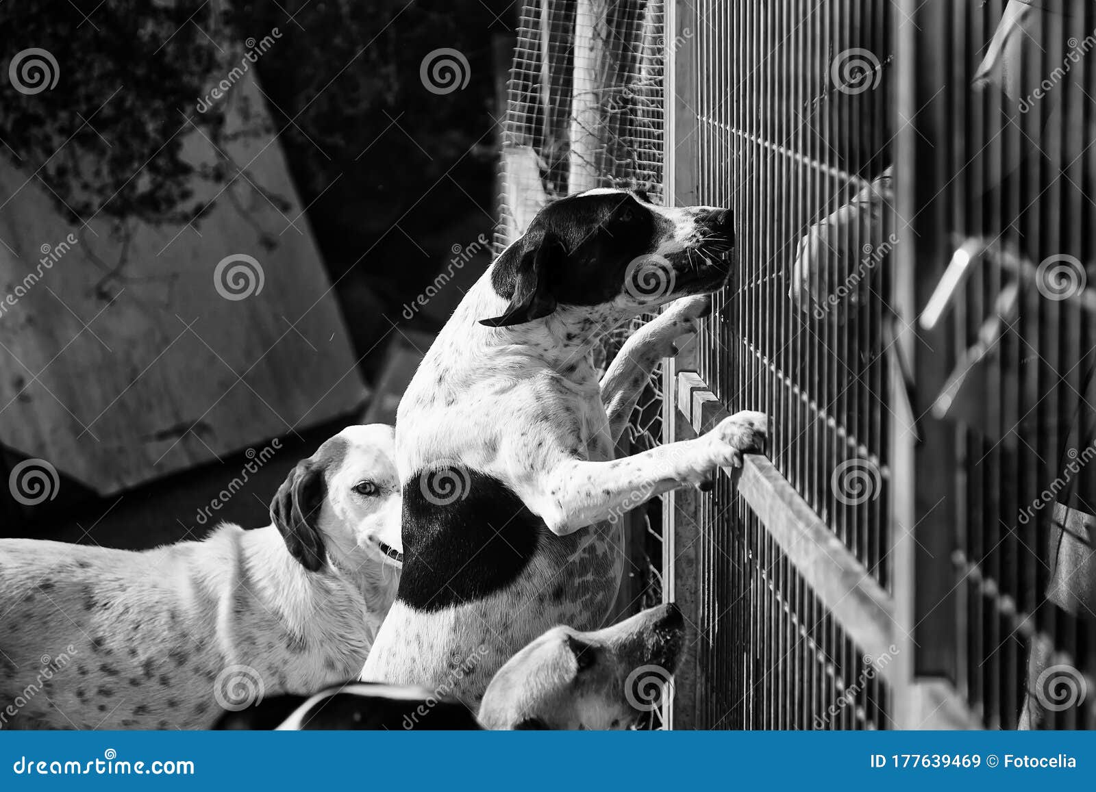 Dogs in cages stock image. Image of animals, face, anxiety 177639469