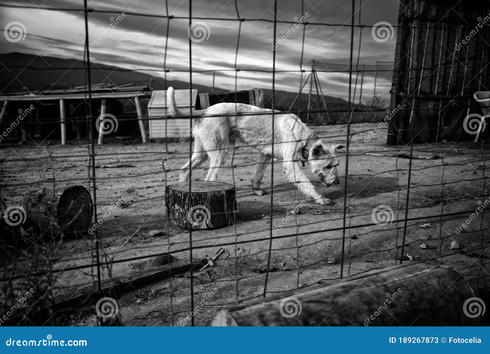 Dogs in cages stock image. Image of canine, friend, looking 189267873