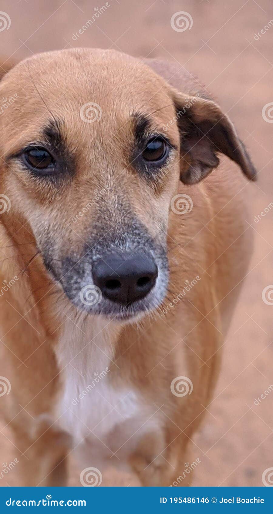 Dogs stock photo. Image of model, dogs, animal 195486146