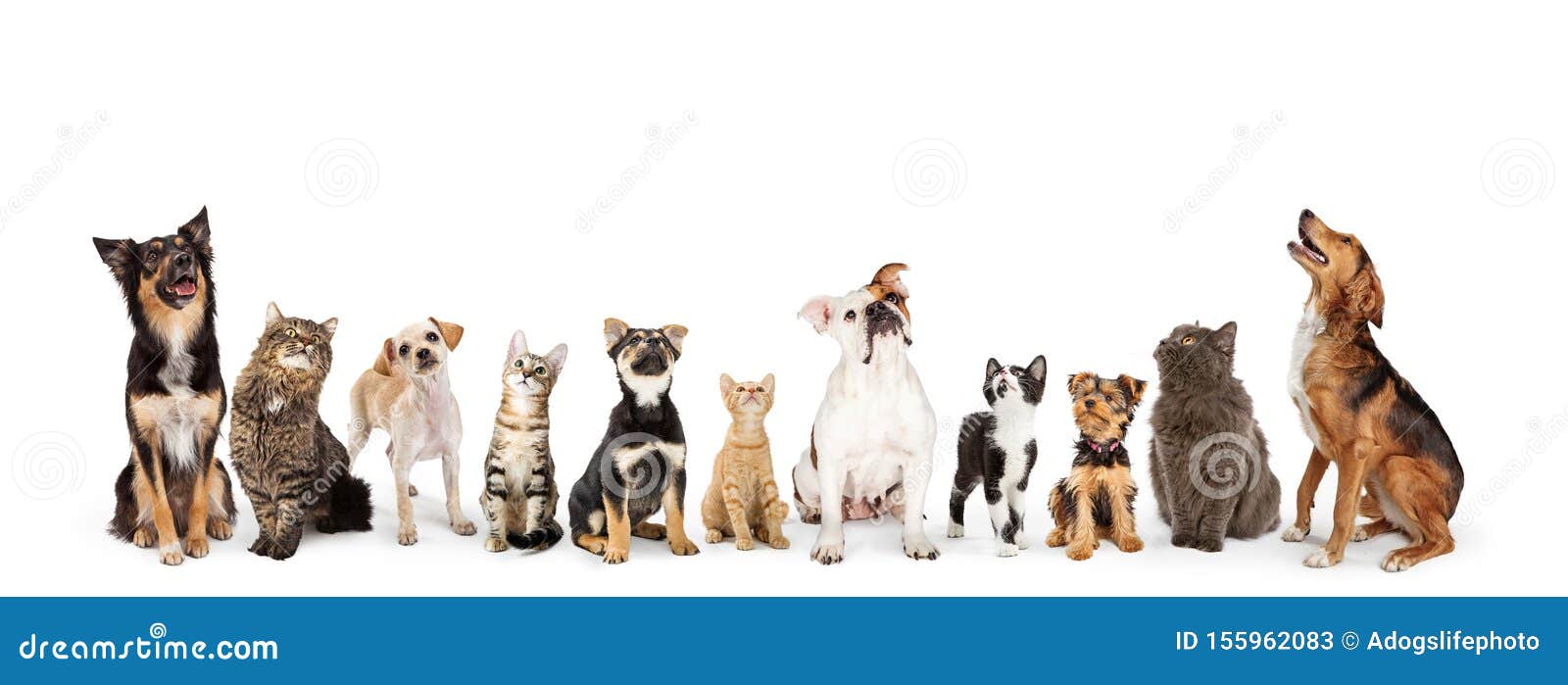 dogs and cats looking up into web banner