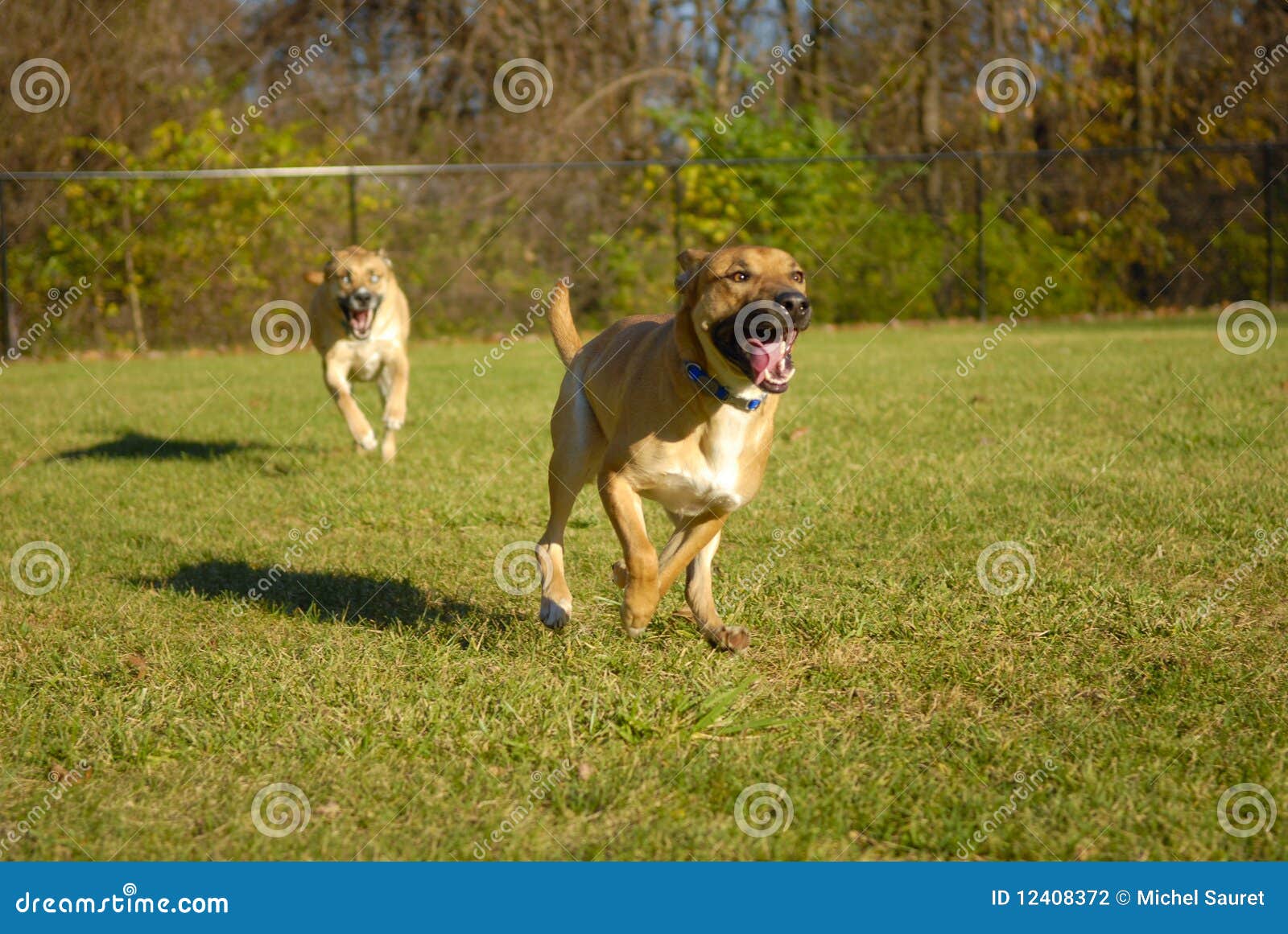 Dogs chasing each other stock photo. Image of grass, fence 12408372
