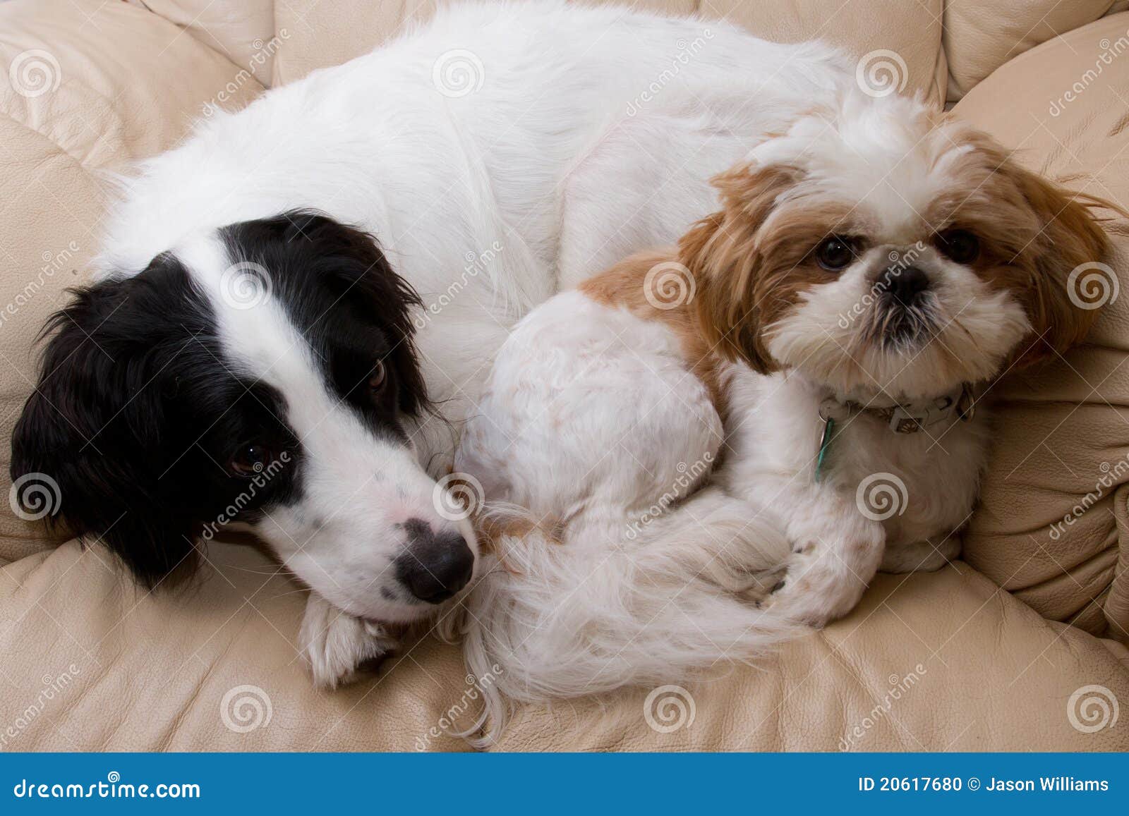 dogs on a comfy chair