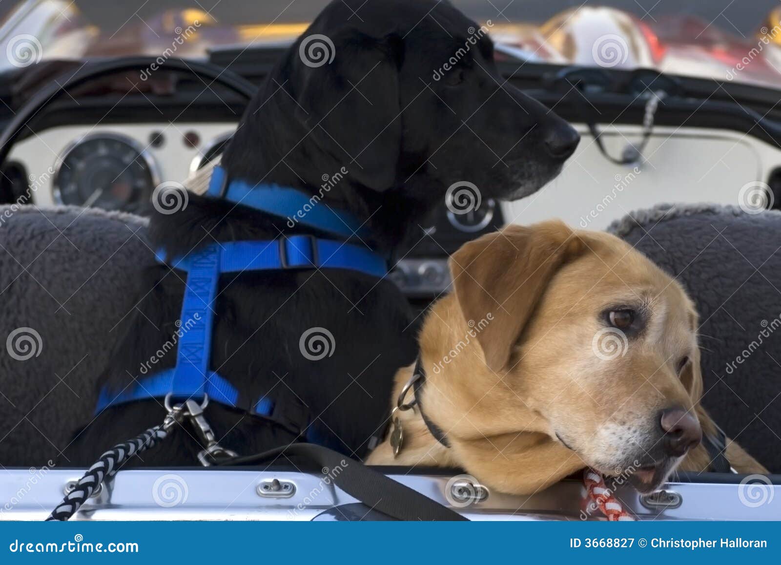 Dogs in a convertible stock image. Image of classic, vintage 3668827