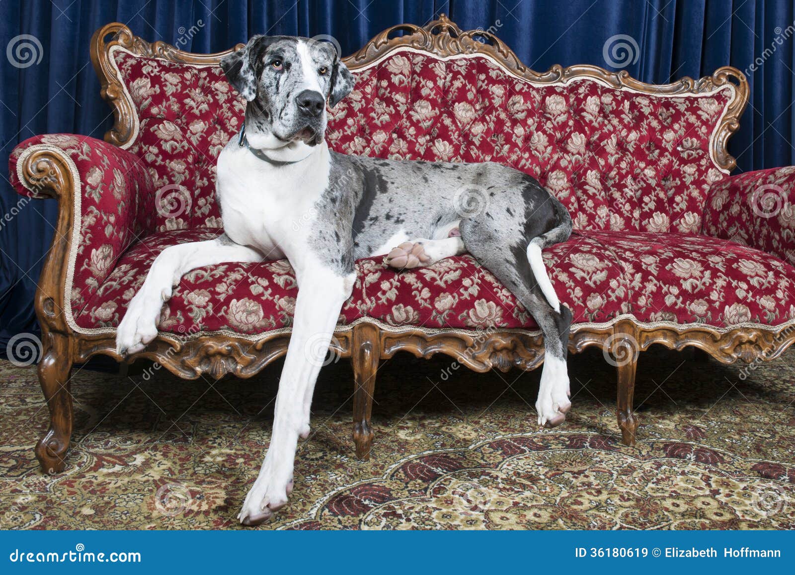 Dogs on couch stock image. Image of hair, hairy, head 36180619