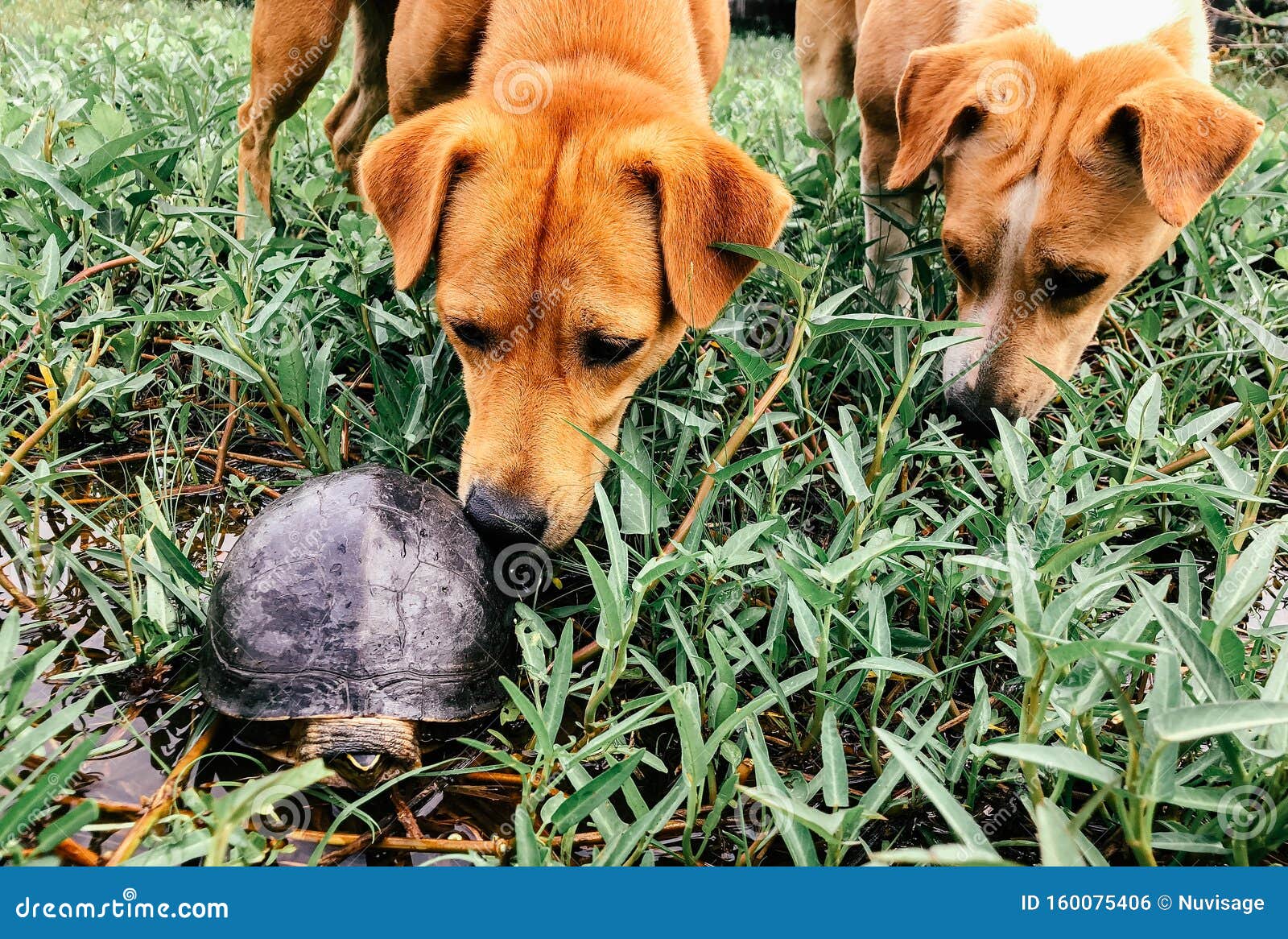 dogs curiously sniffing turtle in nature green garden