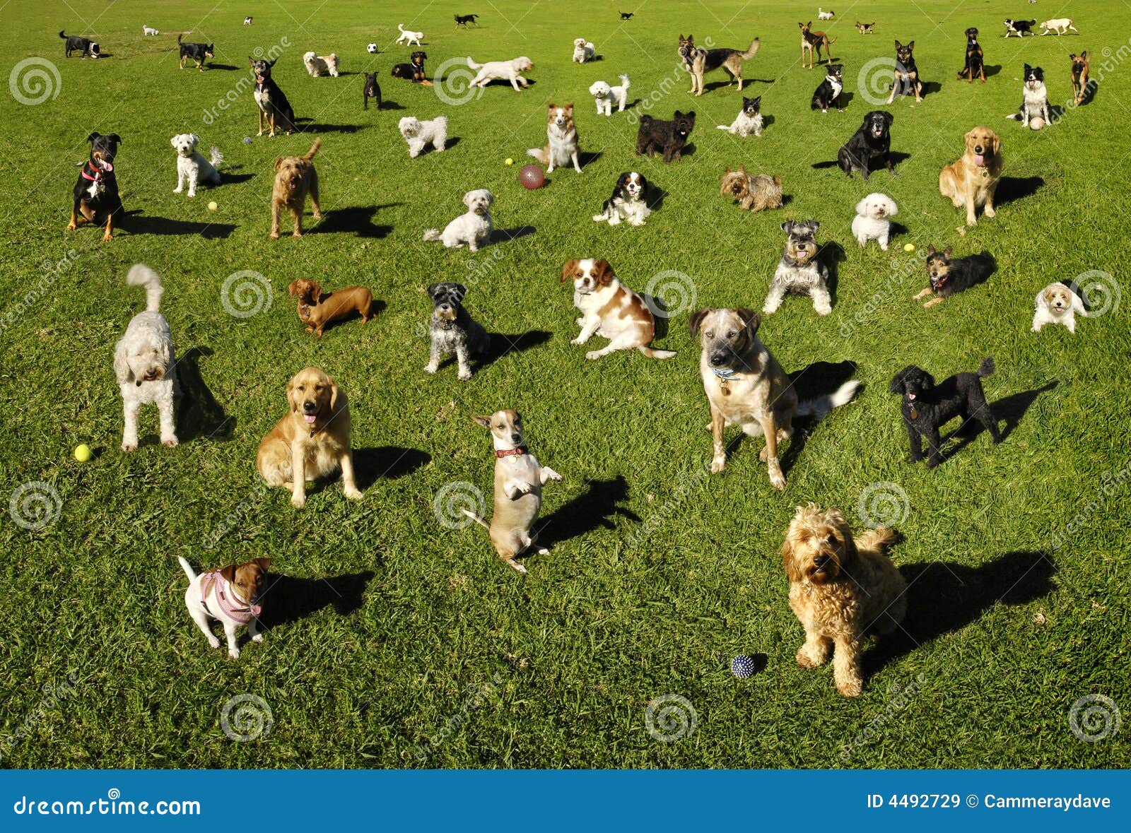 dogs dog park training