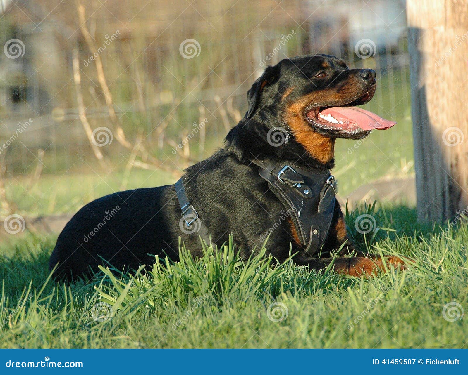 Are Female Rottweilers Protective