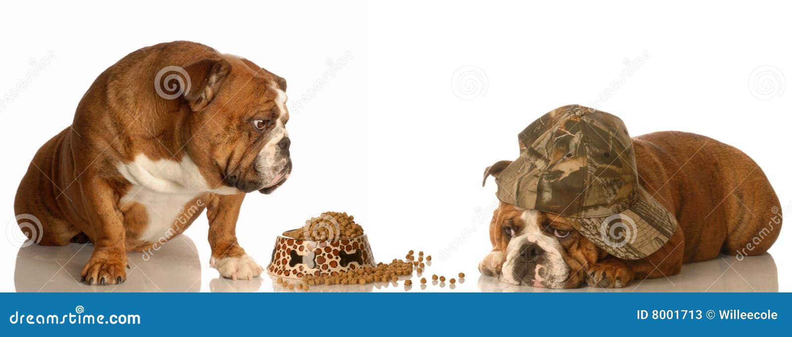 Dogs fighting over food stock image. Image of breakfast 8001713