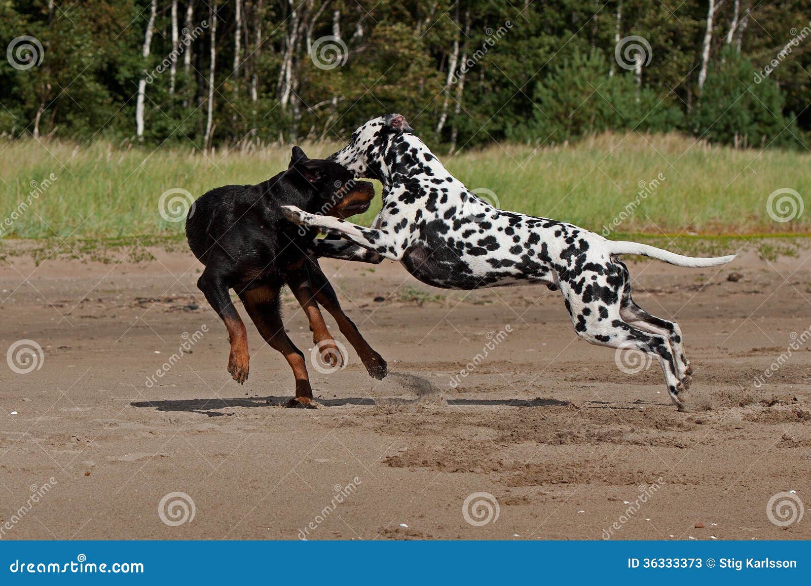 99+ Rottweiler Dog Fight With Pitbull