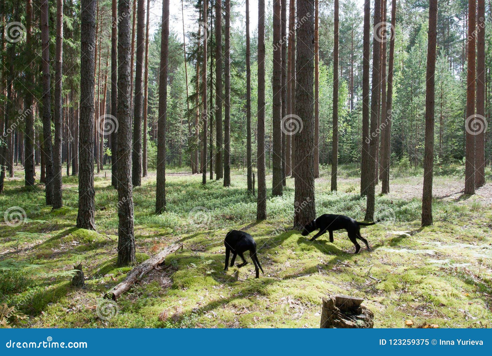 Dogs in the forest stock image. Image of moss, north 123259375