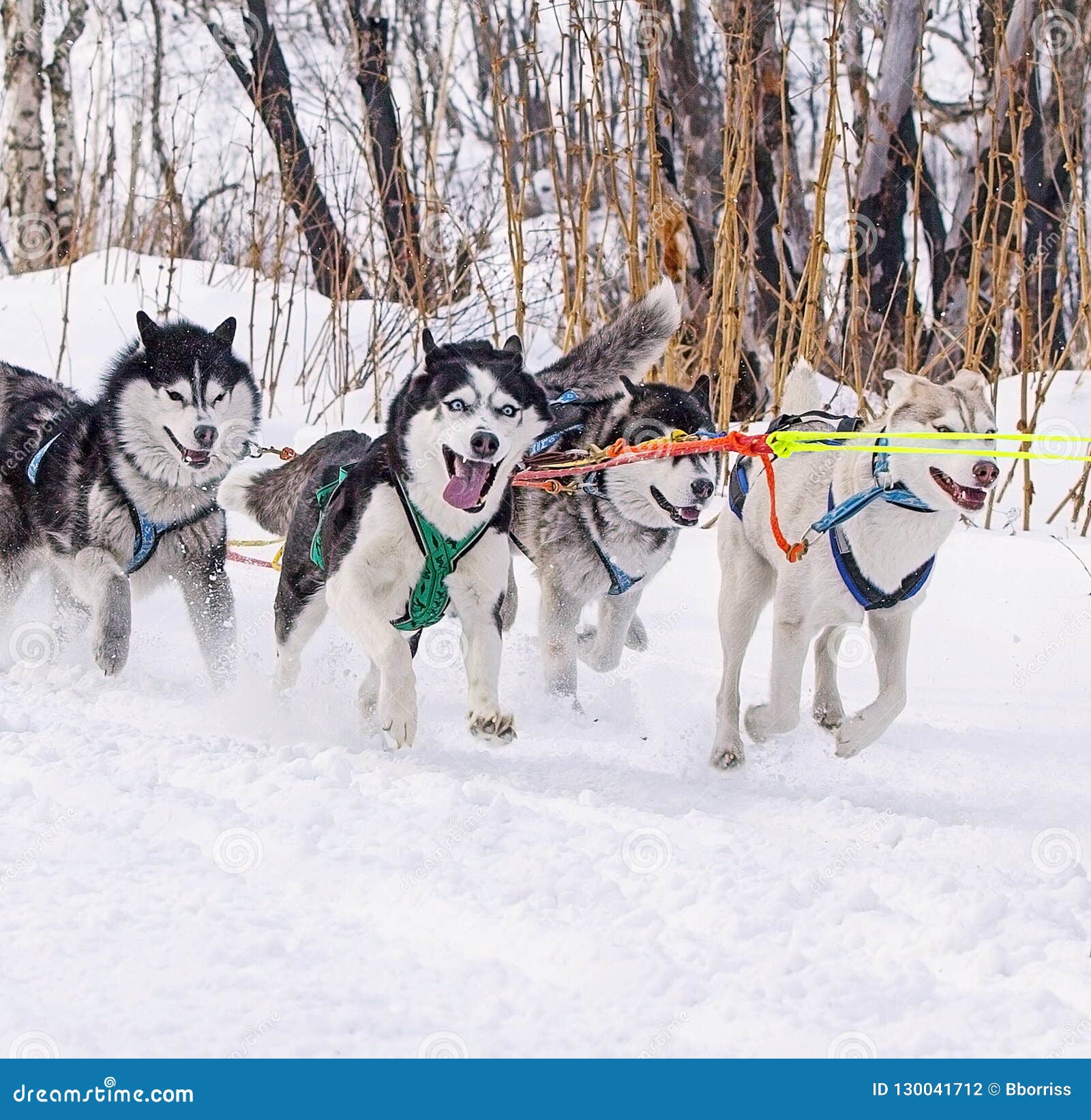 The Dogs In Harness Pulling A Sleigh Competitions Stock Photo Image