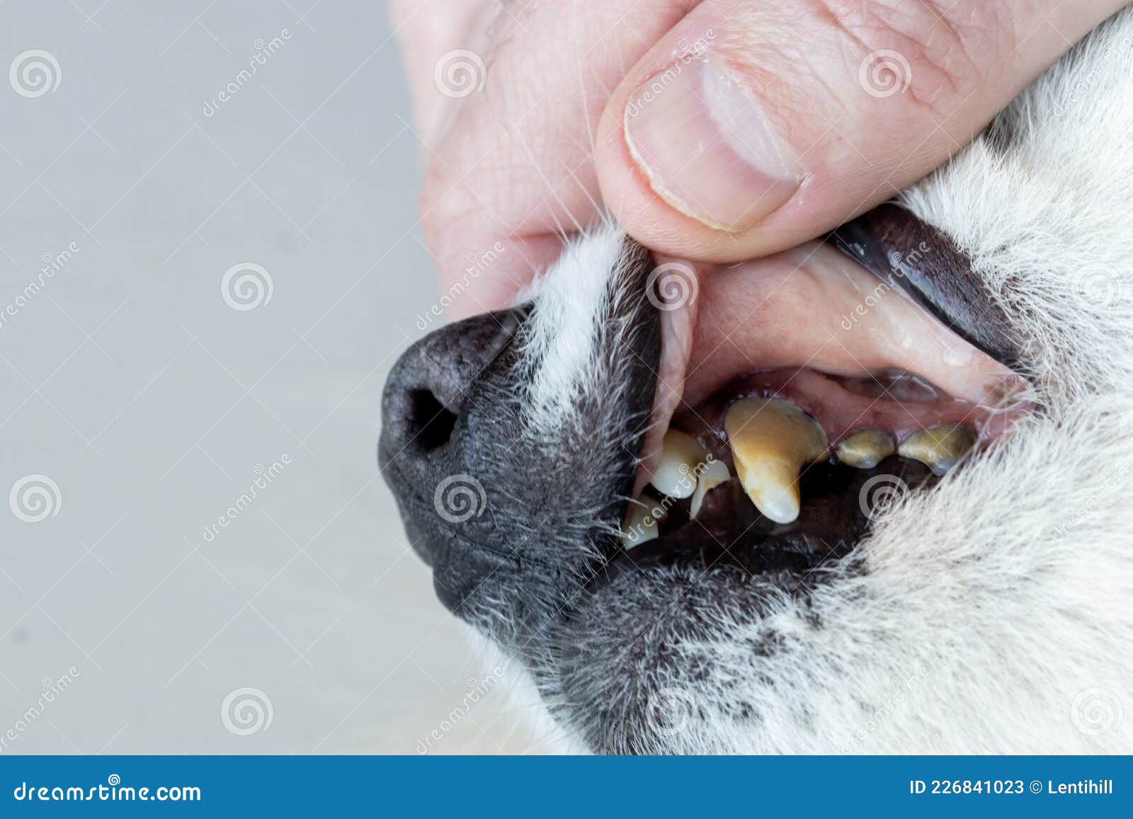 Dogs Have Problems With Oral Cavity Limestone Gingivitis Tooth Decay