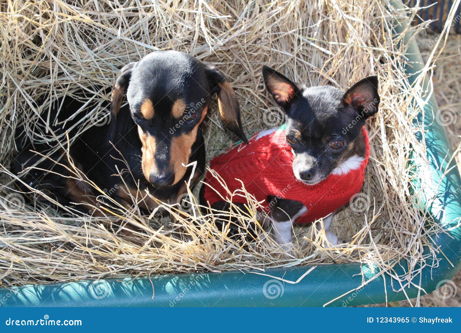 Dogs in Hay Wagon stock image. Image of dashound, chihuahua 12343965