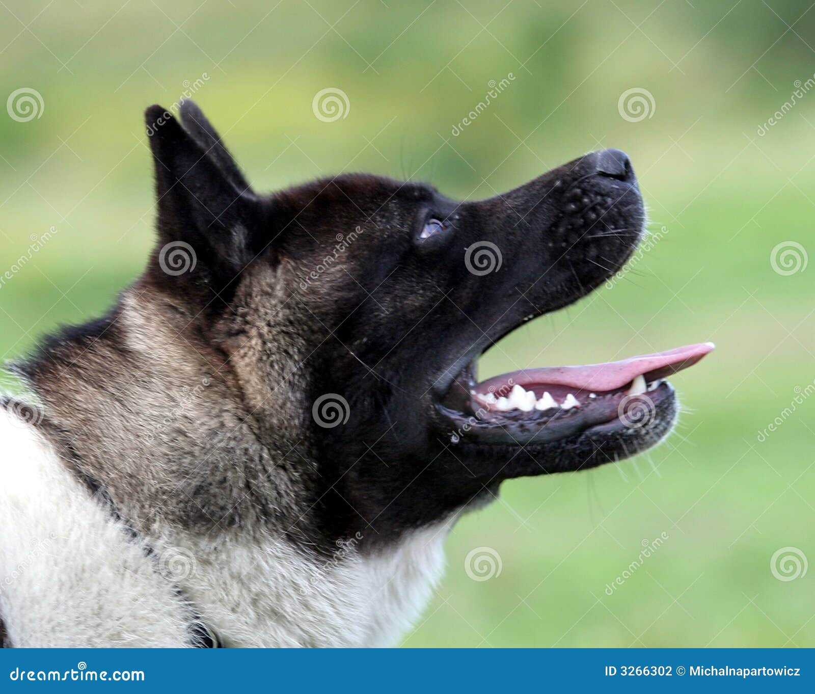 Dogs head stock photo. Image of tongue, akita, mammals 3266302