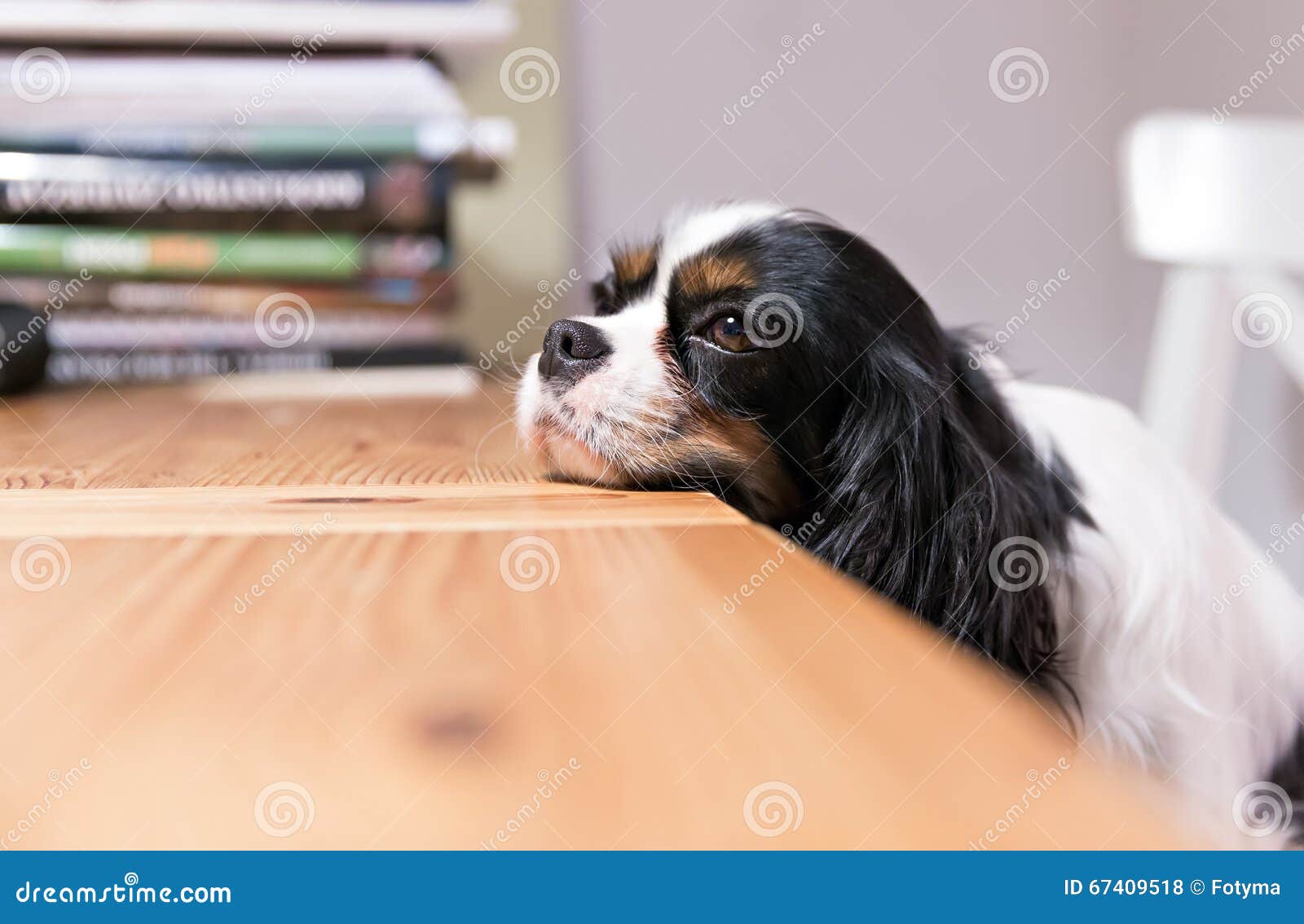 Dogs head on the table stock photo. Image of books, puppy 67409518