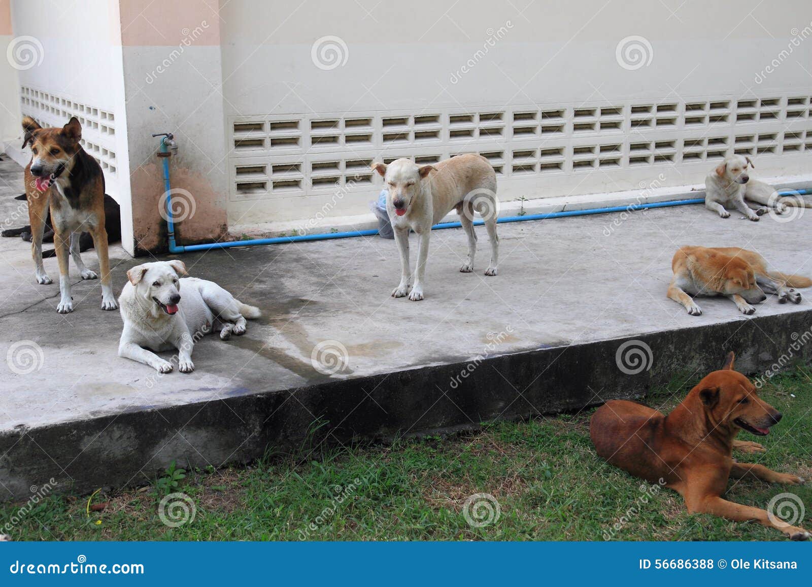 Dogs hemlös. Bilden av hemlös hundkapplöpning i Chonburi, Thailand Husdjur kräver en hel del av förpliktelse och ansvar Många personer realiserar inte att omsorgen och förpliktelsen som ett husdjur kräver, tills den är för sen De tänker de kan låter enkelt ett djurt lossa, när de tröttar av det, eller de tänker att de djura skydden kan ge det ett hem