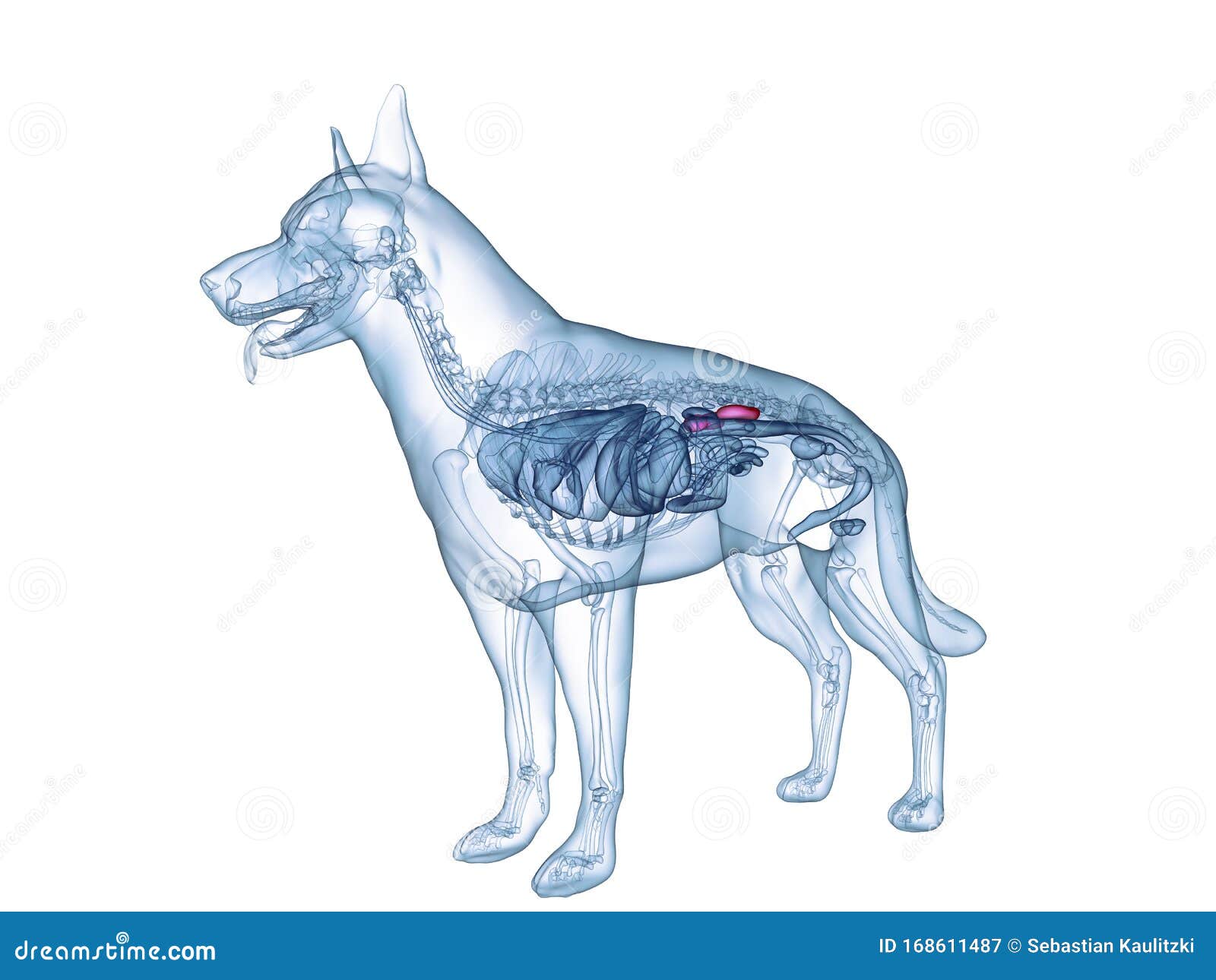 The dogs kidneys stock illustration. Illustration of health 168611487
