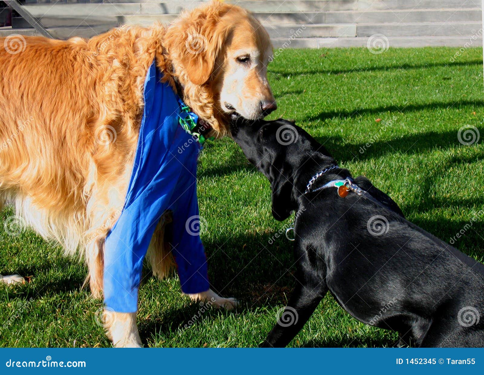 Dogs kiss stock image. Image of mammals, happiness, animal 1452345