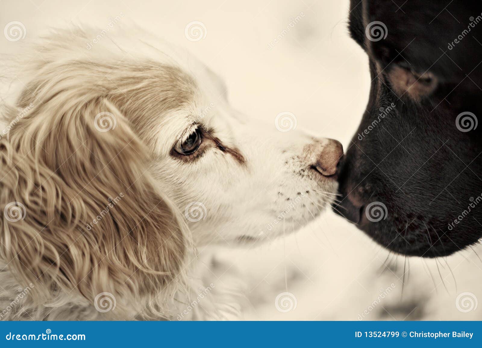 Dogs kissing stock image. Image of valentine, pedigree 13524799